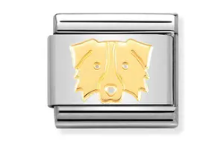 Gold Border Collie Link